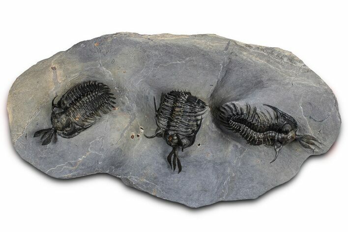 Triple Spiny Walliserops Trilobite Specimen - Timrzit, Morocco #354605